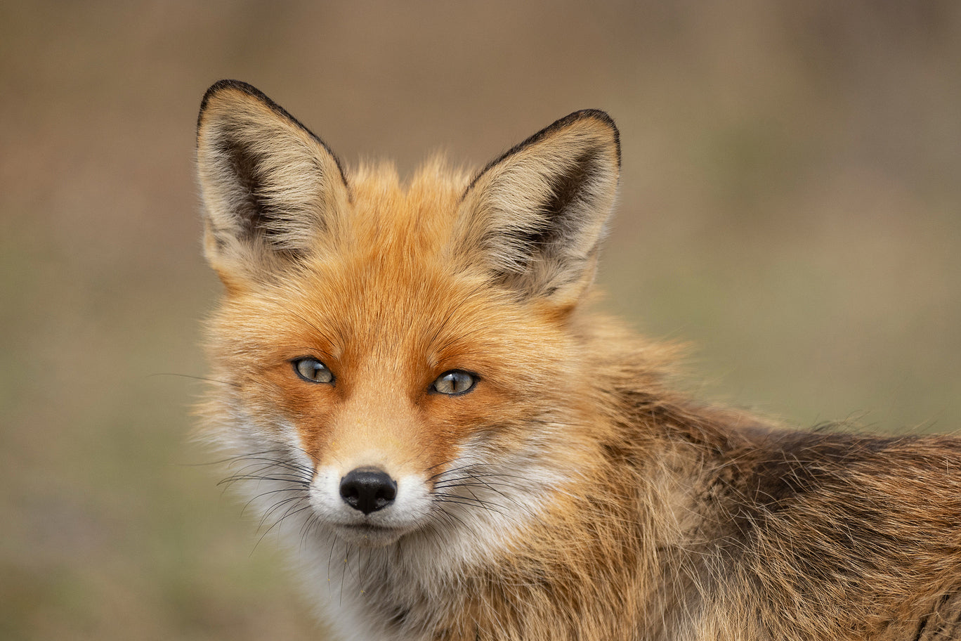 Custom Fox Head Toy